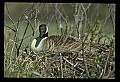 10650-00031-Geese, General-Canada Geese, Branta canadensis.jpg