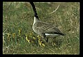 10650-00039-Geese, General-Canada Geese, Branta canadensis.jpg