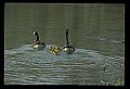 10650-00041-Geese, General-Canada Geese, Branta canadensis.jpg