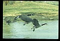 10650-00047-Geese, General-Canada Geese, Branta canadensis.jpg