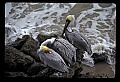 10665-00009-Pelicans, Cormorants and Anhingas-Brown Pelican.jpg