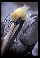 10665-00016-Pelicans, Cormorants and Anhingas-Brown Pelican.jpg