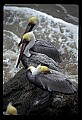 10665-00029-Pelicans, Cormorants and Anhingas-Brown Pelican.jpg