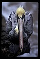 10665-00032-Pelicans, Cormorants and Anhingas-Brown Pelican.jpg
