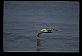 10665-00086-Pelicans, Cormorants and Anhingas-Brown Pelican.jpg