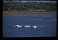 10665-00104-Pelicans, Cormorants and Anhingas-White Pelican.jpg