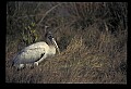 10669-00030-Wood Stork.jpg