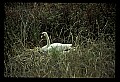 10670-00017-Mute Swan.jpg