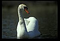 10670-00025-Mute Swan.jpg
