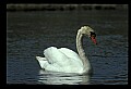 10670-00034-Mute Swan.jpg