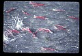 10800-00005-Fish-Sockeye Salmon swim up Ptarmigan Creek, AK.jpg