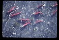 10800-00008-Fish-Sockeye Salmon swim up Ptarmigan Creek, AK.jpg
