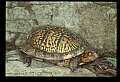 10801-00008-Turtles and Tortoises, Eastern Box Turtle.jpg