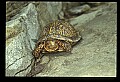 10801-00009-Turtles and Tortoises, Eastern Box Turtle.jpg