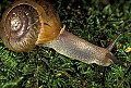 1-6-07-00042 snail.jpg