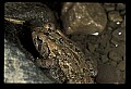 10899-00054-Amphibians-American Toad.jpg