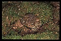 10899-00055-Amphibians-American Toad.jpg