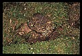 10899-00056-Amphibians-American Toad.jpg