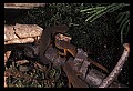 10899-00080-Amphibians-Red Spotted Newt.jpg