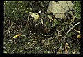 10899-00082-Amphibians-Red Spotted Newt.jpg