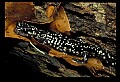 10900-00002-Slimy Salamander.jpg