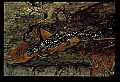 10900-00018-Slimy Salamander.jpg