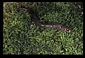 10901-00004-Cheat Mountain Salamander-Endangered.jpg