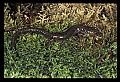 10901-00008-Cheat Mountain Salamander-Endangered.jpg