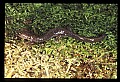 10901-00010-Cheat Mountain Salamander-Endangered.jpg