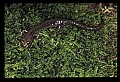 10901-00018-Cheat Mountain Salamander-Endangered.jpg