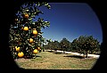 01040-00001-Fruit Seeds and Berries-Oranges.jpg