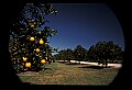 01040-00005-Fruit Seeds and Berries-Oranges.jpg