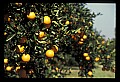 01040-00007-Fruit Seeds and Berries-Oranges.jpg