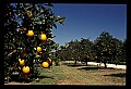 01040-00009-Fruit Seeds and Berries-Oranges.jpg