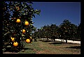 01040-00011-Fruit Seeds and Berries-Oranges.jpg