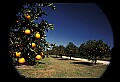 01040-00012-Fruit Seeds and Berries-Oranges.jpg