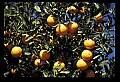 01040-00013-Fruit Seeds and Berries-Oranges.jpg