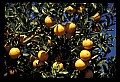 01040-00014-Fruit Seeds and Berries-Oranges.jpg