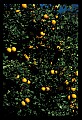01040-00015-Fruit Seeds and Berries-Oranges.jpg