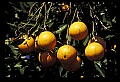 01040-00016-Fruit Seeds and Berries-Oranges.jpg