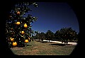01040-00018-Fruit Seeds and Berries-Oranges.jpg