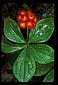 01040-00035-Fruit Seeds and Berries-Bunchberry.jpg