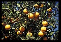01040-00042-Fruit Seeds and Berries-Oranges.jpg