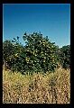 01040-00043-Fruit Seeds and Berries-Oranges.jpg