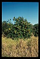01040-00049-Fruit Seeds and Berries-Oranges.jpg