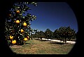 01040-00059-Fruit Seeds and Berries-Oranges.jpg