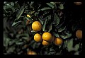 01040-00077-Fruit Seeds and Berries-Oranges.jpg