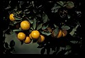 01040-00080-Fruit Seeds and Berries-Oranges.jpg