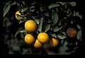 01040-00082-Fruit Seeds and Berries-Oranges.jpg