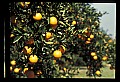 01040-00085-Fruit Seeds and Berries-Oranges.jpg
